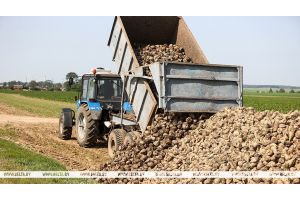 В Беларуси убрана почти четверть площадей сахарной свеклы