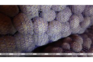 Как пожилые и инвалиды могут получить бесплатную доставку овощей, рассказали в Минтруда