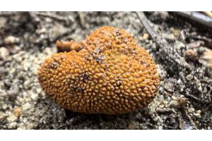 Ученые обнаружили новый для Беловежской пущи вид гриба