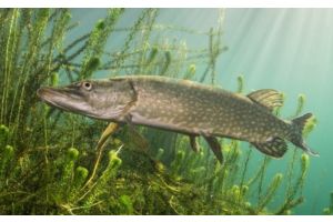 За щуку – три «базовые»