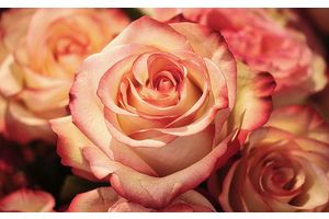 Защищаем розы от мороза. Как помочь перезимовать растениям