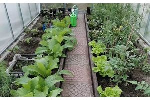Зеленые удобрения. Можно ли кормить органикой все растения