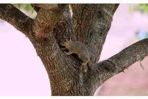 Быть ли белочкам в местном парке?