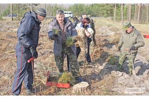 Пасадзілі лес для будучых пакаленняў у рамках рэспубліканскага суботніка
