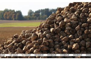 Свыше 5 млн тонн сахарной свеклы накопано в Беларуси