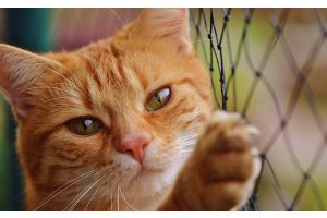 Куда пристроить Мурзика?