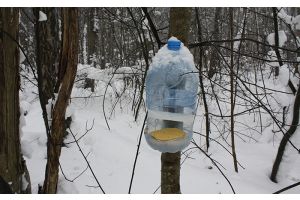 Литературная кормушка для птиц