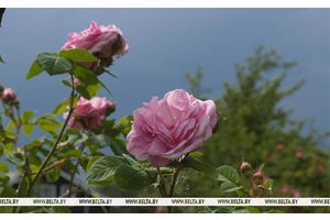 Сегодня в Беларуси ожидаются сильные дожди и до +28°С