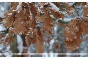 До +6°С и мокрый снег будет сегодня в Беларуси