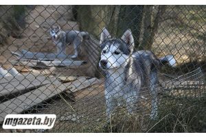 Собаки не выживут без неравнодушных