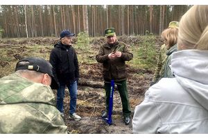 Сосна обыкновенная, дело большое