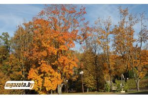 До +12°С и облачно будет сегодня в Беларуси