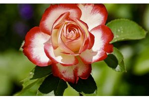 СЁННЯ – ДЗЕНЬ РАБОТНІКАЎ ПАДАТКОВЫХ ОРГАНАЎ