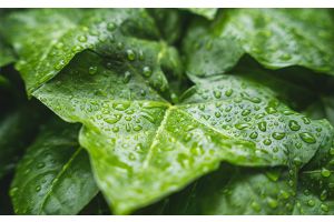 Дождь и порывистый ветер. Синоптики рассказали о погоде на 13 октября