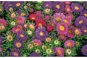 Астры в саду: посадка, подкормка и уход для пышного цветения