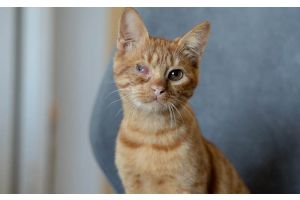 Ищем дом для особенного котика Пирата
