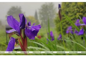 Кратковременные дожди, грозы и до +27°С будет сегодня в Беларуси