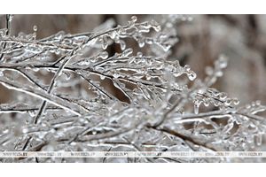 До +7°С, снег с дождем и гололедица ожидаются сегодня в Беларуси