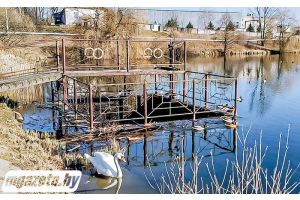 Лебедзі разам, качкі паасобку