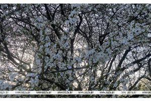 До +29°С и местами грозы ожидаются в Беларуси