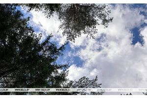 Грозы и до +31°С ожидается сегодня в Беларуси