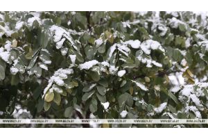 Дождь, снег и до +4°С. Какая погода будет сегодня в Беларуси