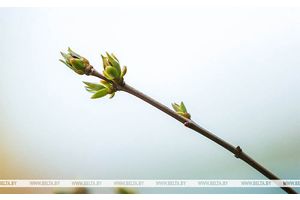 Дожди, в отдельных районах грозы прогнозируют в Беларуси