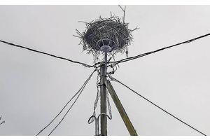 Земля под белыми крыльями