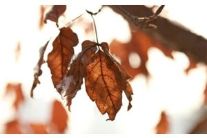 Местами гололед, по юго-востоку - до +9°С. Какой будет погода в Беларуси сегодня