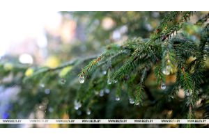 Дожди и до +12°С. Чего ждать от погоды сегодня