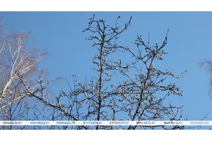Сегодня в Беларуси осадки и до +7°С