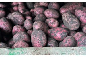 В Молодечненском районе проверили хранилища