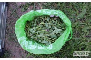 В Молодечно изъяли более двух килограммов маковой соломы