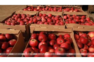 МАРТ проверил закладку овощей и яблок в стабфонды. Что показал мониторинг?