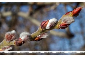 До +8°C и дожди обещают сегодня синоптики