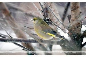 Снег с дождем и порывистый ветер ожидаются сегодня в Беларуси