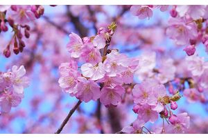 «Лучше сажать растения, цветущие весной». Ландшафтный дизайнер рассказала о культурах для осенних посадок