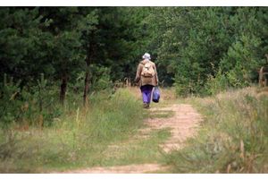 В районе деревни Плёсы ищут пенсионерку, которая вчера заблудилась в лесу