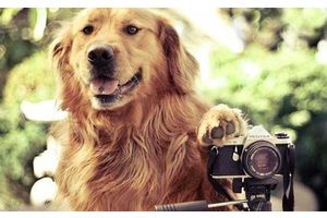 Вызначыліся пераможцы фотаконкурсу «Я і мой сабака»