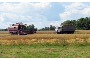 Уборачная кампанія на Маладзечаншчыне практычна завяршылася