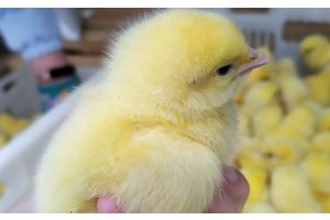 «Каритас» реализует проект «Домашние животные»