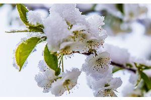 11 мая. Снег в Молодечно (фото)