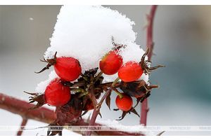 Небольшой снег и гололедицу прогнозируют сегодня в Беларуси