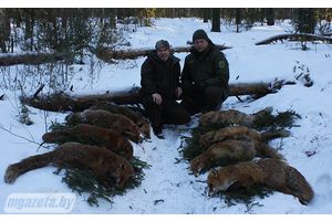 Приманки с вакциной помогут предупредить бешенство