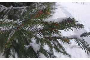 Гололедицу и до -26°С прогнозируют в Беларуси 7 января