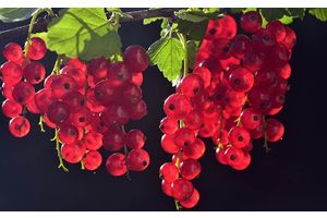 Самое время сажать смородину! Подсказываем интересные сорта