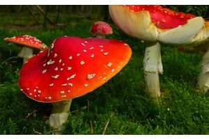 Мухоморы под запретом