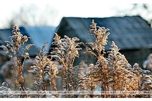 Метель, гололедица и до +5°С ожидается сегодня в Беларуси