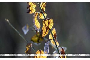 До +16°C и небольшие дожди ожидаются сегодня в Беларуси