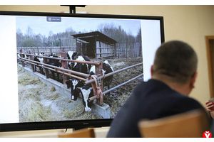 «Он отравил питьевую воду»! Вилейчанин пожаловался на соседа, который занимается разведением скота